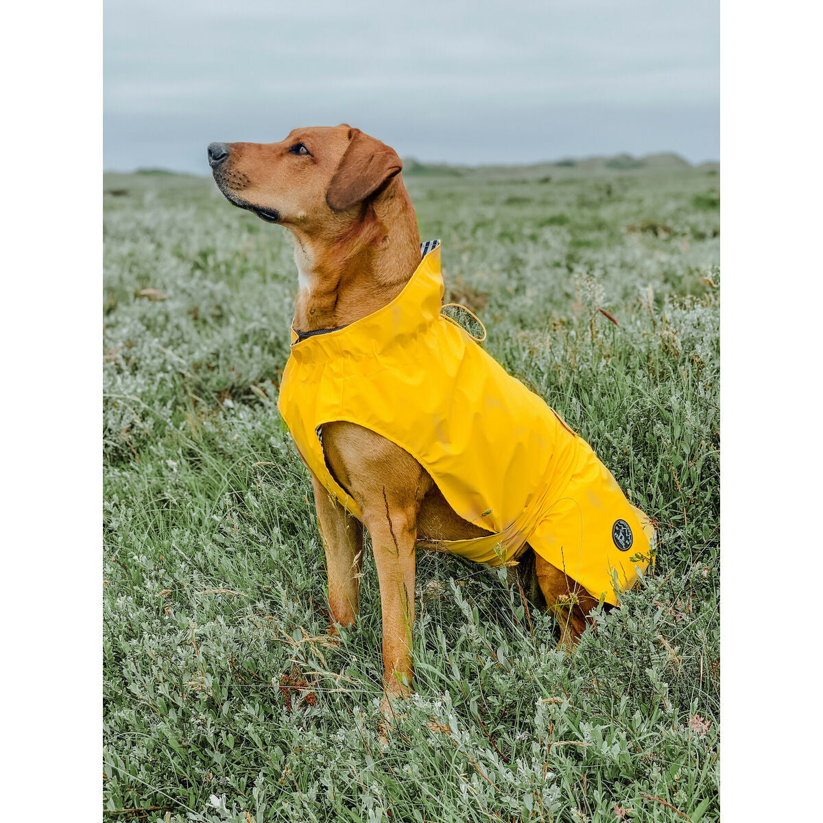 Abrigo Premium Hunter Milford Amarillo para Perro - M/L (45cm)
